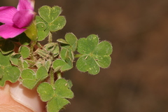 Oxalis zeekoevleyensis