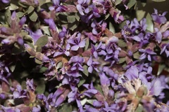 Amphithalea violacea