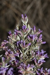 Amphithalea violacea