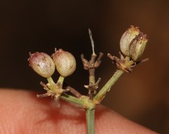 Notobubon collinum