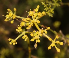 Notobubon striatum