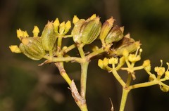 Notobubon striatum