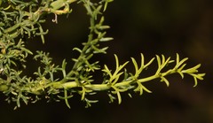 Notobubon striatum