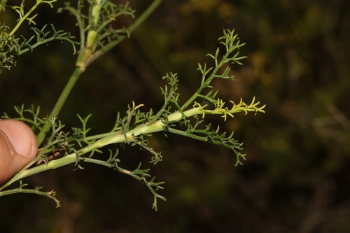 Image of Notobubon striatum by (c) Brian du Preez, some rights reserved (CC BY-SA)