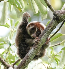 Philippine Slow Loris photo 2