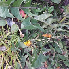 Taraxacum officinale