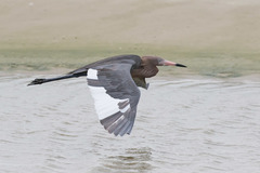 Reddish Egret photo 2