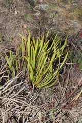 Protea denticulata