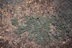 Notobubon collinum