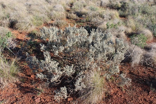 Image of Polhillia curtisiae by (c) Brian du Preez, some rights reserved (CC BY-SA)