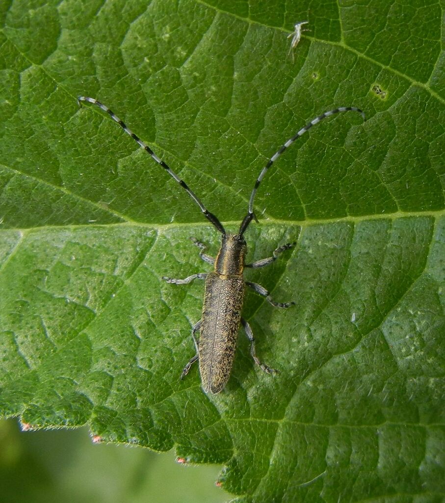 Goldenbloomed Longhorn Beetle from Fern Road,Buxton on June 18, 2023