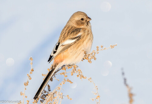 Long-tailed Rosefinch, photo 4 of 10