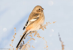 Long-Tailed Rosefinch photo 2