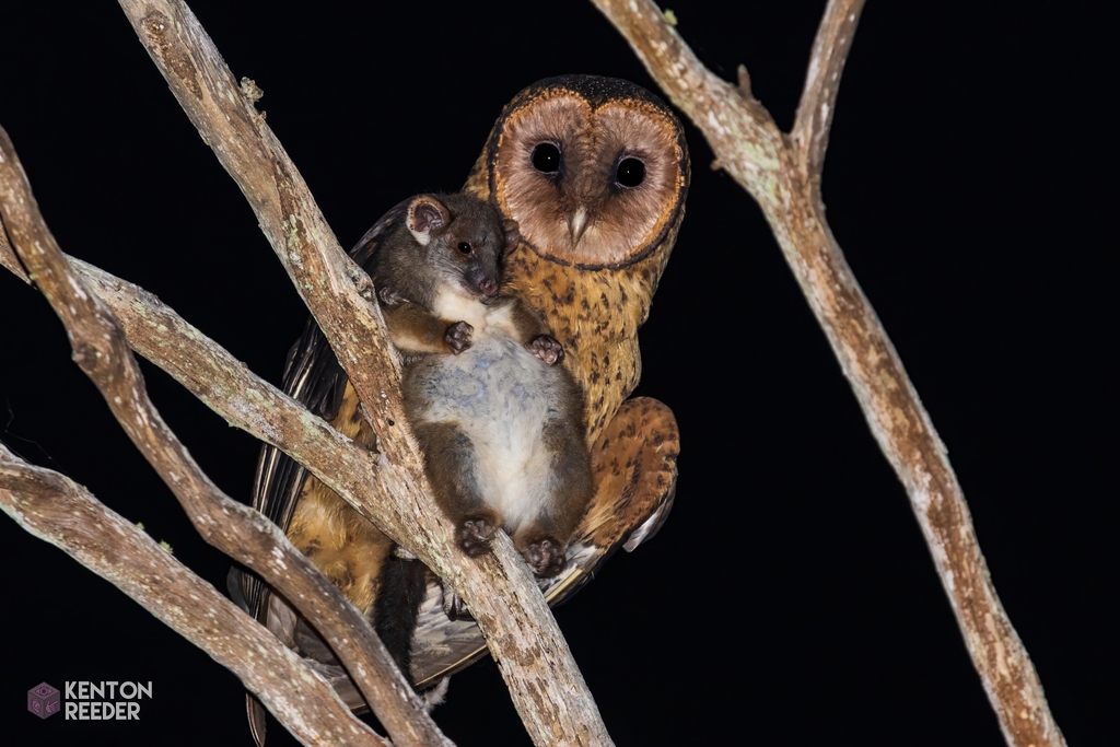 Barn Owls