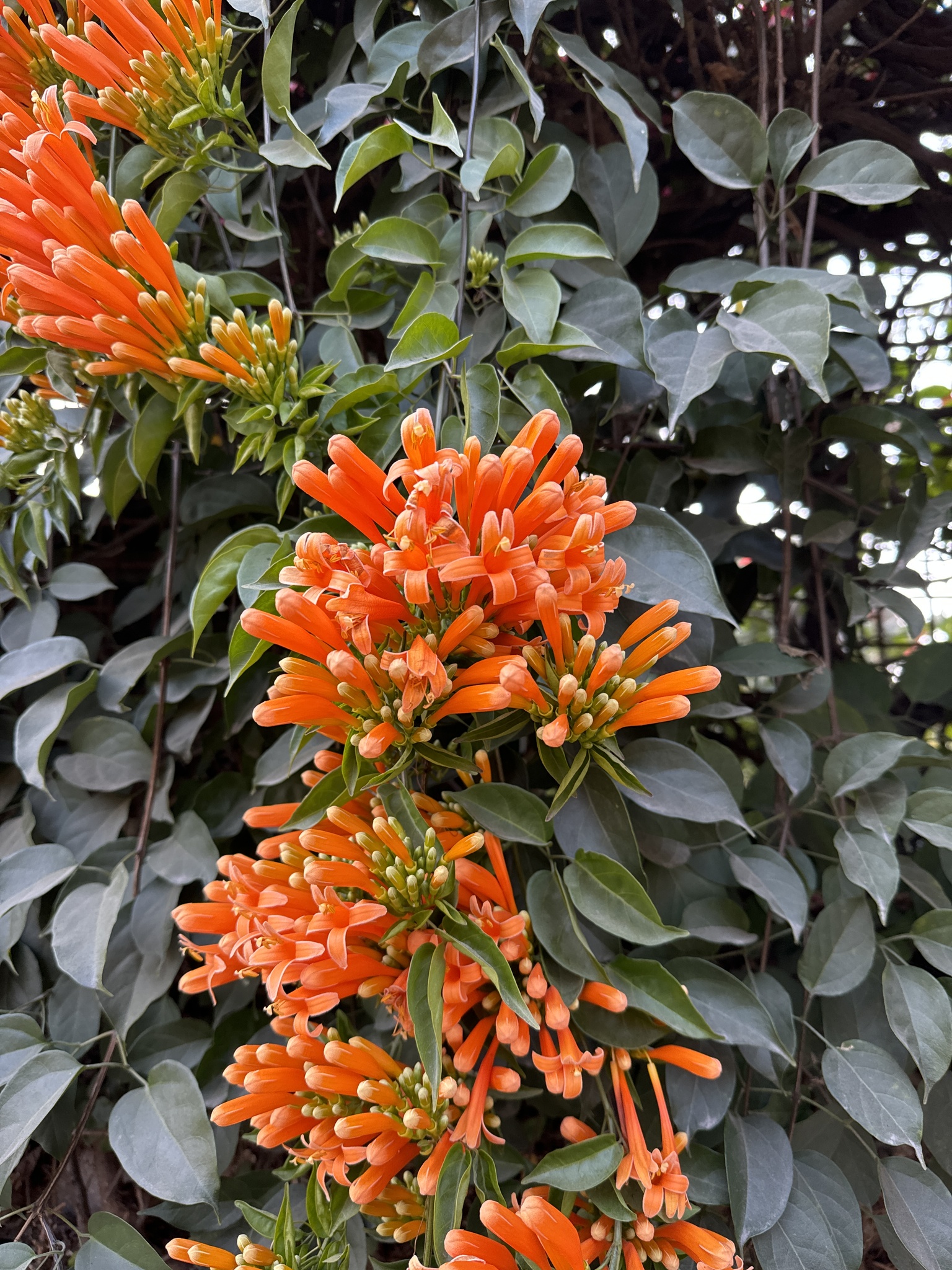 Imagem de Flor-de-são-joão