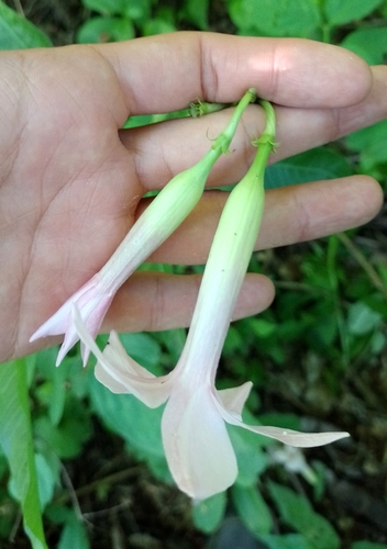 Image of Mandevilla Angustifolia (Mandevilla angustifolia) by (c) Tomás Carranza Perales, some rights reserved (CC BY)
