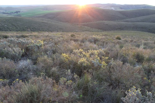 Image of Polhillia curtisiae by (c) Brian du Preez, some rights reserved (CC BY-SA)