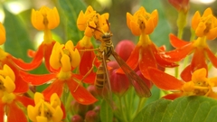 Myrmecopsis polistes