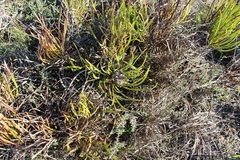Protea denticulata