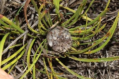 Protea denticulata