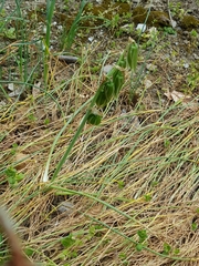 Ornithogalum nutans