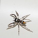 Golden-tailed Jumping Spider - Photo (c) Reiner Richter, some rights reserved (CC BY-NC-SA), uploaded by Reiner Richter