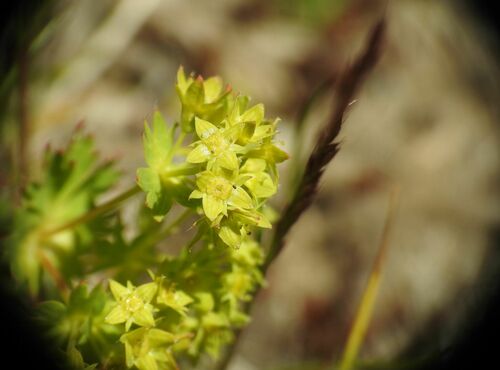 Image of Alchemilla fissa by (c) Yves Bas, some rights reserved (CC BY)