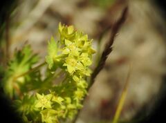 Alchemilla fissa, photograph (c) Yves Bas, some rights reserved (CC BY)