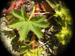 Alchemilla fissa, photograph (c) Yves Bas, some rights reserved (CC BY)