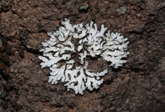 Physconia isidiigera