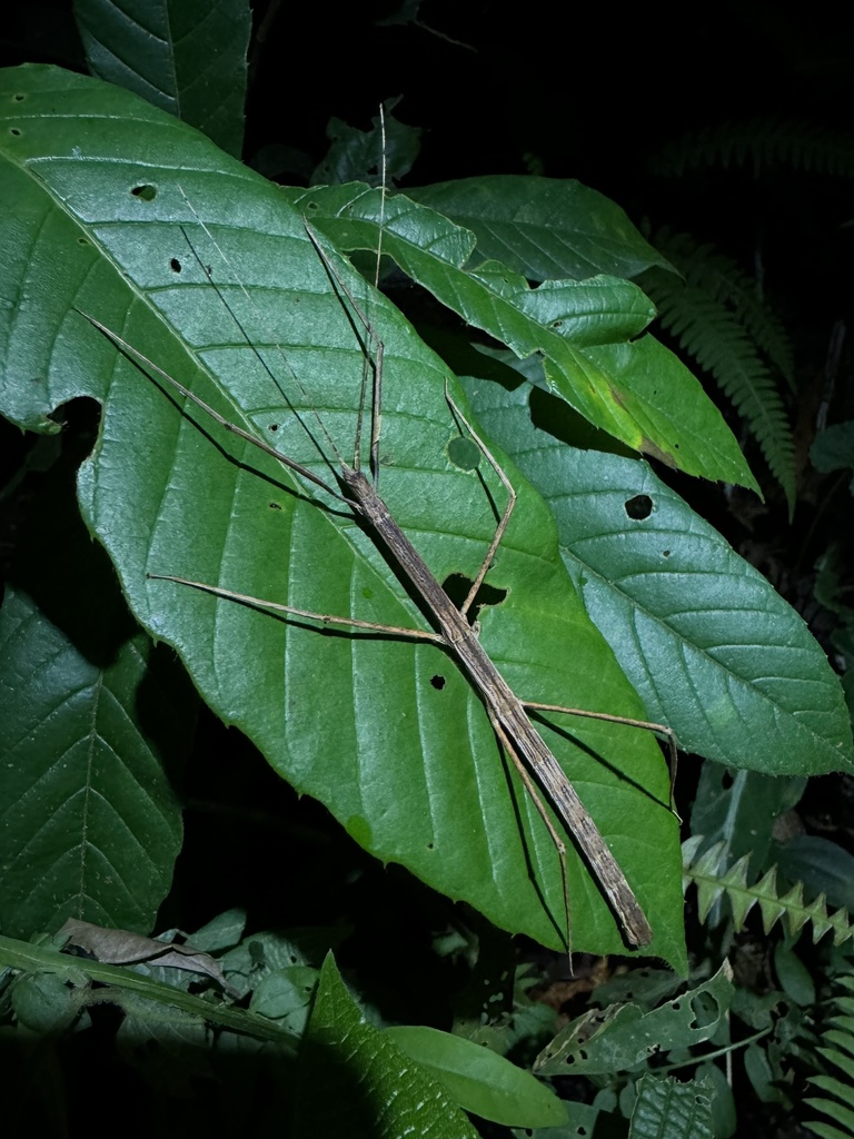 Exocnophila ovifuscum
