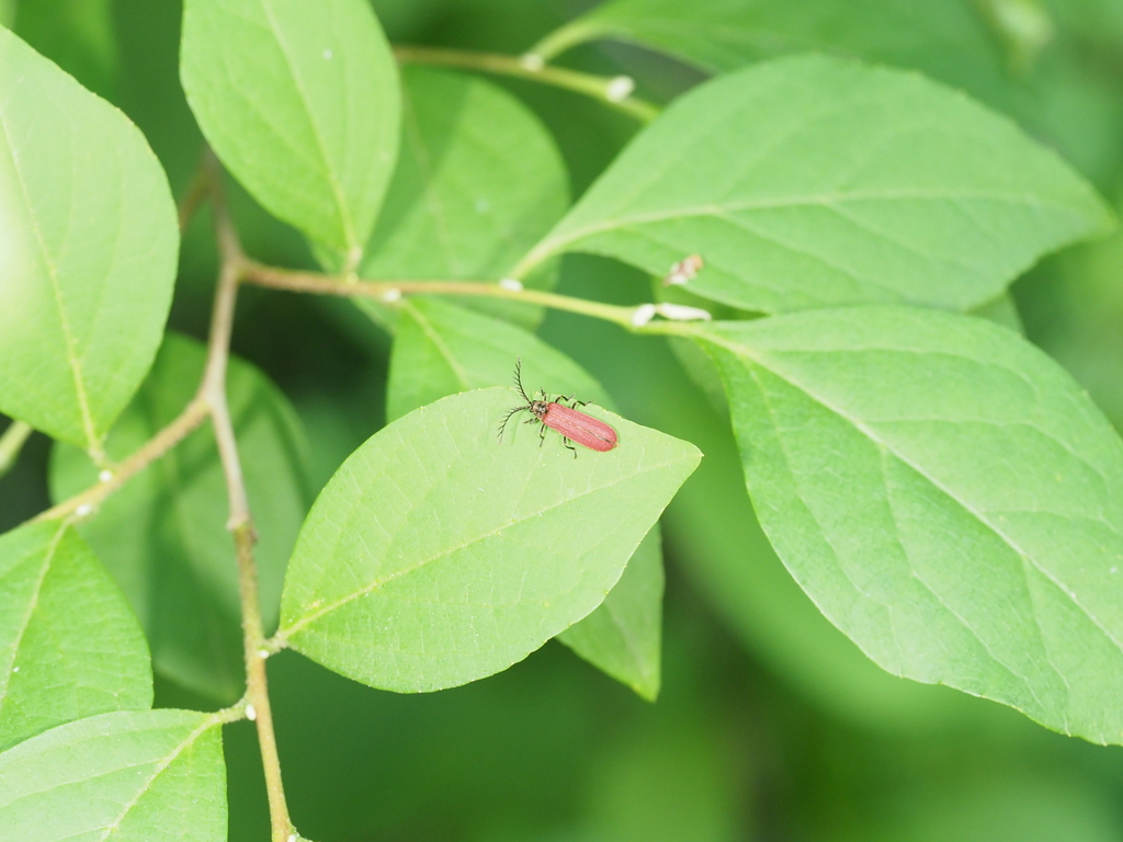 Lyponia delicatula