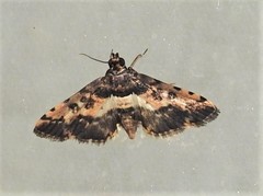 Nacoleia amphicedalis