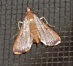 Endotricha pyrosalis