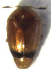 Sericoderus apicalis
