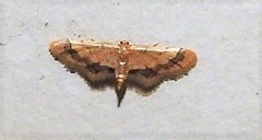 Idaea trypheropa