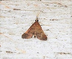 Piletocera macroperalis