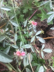Indigofera inhambanensis