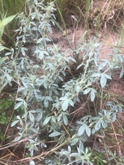 Indigofera inhambanensis