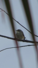 Zosterops mauritianus