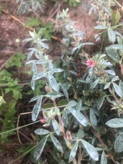 Indigofera inhambanensis