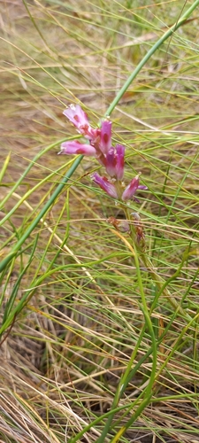 Image of Lachenalia salteri by (c) Adele SL, some rights reserved (CC BY)