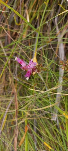 Image of Lachenalia salteri by (c) Adele SL, some rights reserved (CC BY)