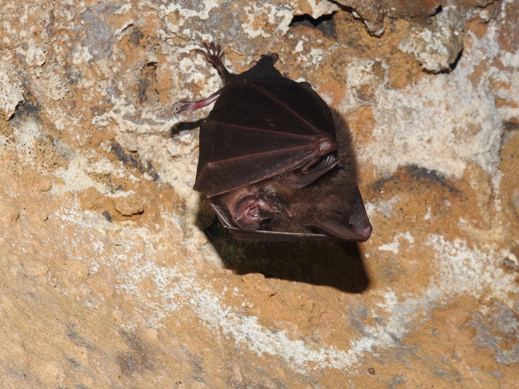 Pearson's Horseshoe Bat
