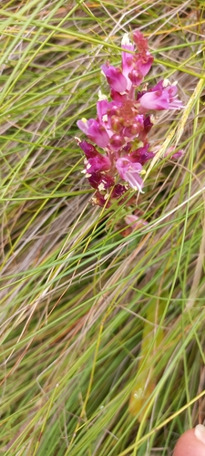 Image of Lachenalia salteri by (c) Adele SL, some rights reserved (CC BY)