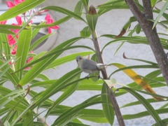 Zosterops mauritianus