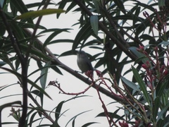 Zosterops mauritianus