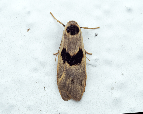 Teulisna curviplaga