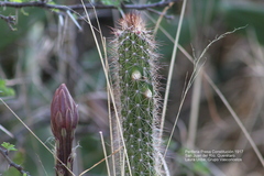 Nyctocereus serpentinus