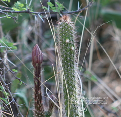 Nyctocereus serpentinus